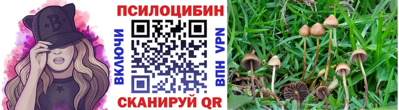 где купить   Ивантеевка  Галлюциногенные грибы MAGIC MUSHROOMS 